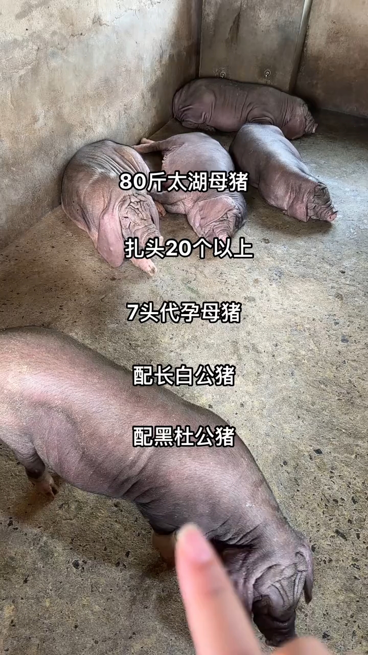 太湖母猪可以吃吗